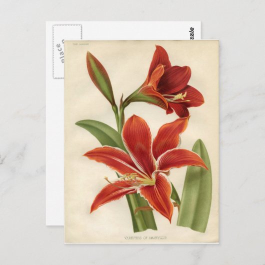 Postkarte Amaryllis (Vorne/Hinten)