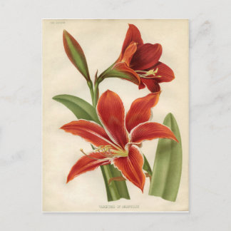 Postkarte Amaryllis