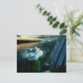 POSTKARTE amerikanischer AlligatorNorth Carolina (Stehend Vorderseite)