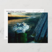 POSTKARTE amerikanischer AlligatorNorth Carolina (Vorne/Hinten)