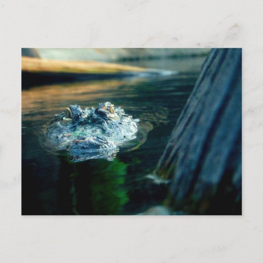 POSTKARTE amerikanischer AlligatorNorth Carolina (Vorderseite)