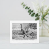 Postkarte Anchisaurus (Stehend Vorderseite)