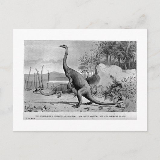 Postkarte Anchisaurus (Vorderseite)