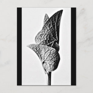 Postkarte-Antike Fotografie-Karl Blossfeldt 14 Postkarte