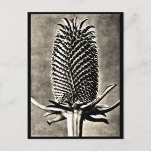 Postkarte-Antike Fotografie-Karl Blossfeldt 19 Postkarte