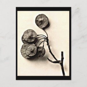 Postkarte-Antike Fotografie-Karl Blossfeldt 20 Postkarte