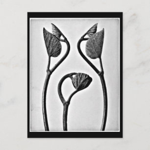 Postkarte-Antike Fotografie-Karl Blossfeldt 25 Postkarte