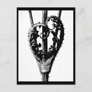 Postkarte-Antike Fotografie-Karl Blossfeldt 46 Postkarte