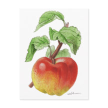 Postkarte "Apfel Jeanne Hardy"