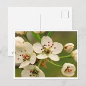 Postkarte - Apfelblüte (Vorne/Hinten)