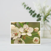 Postkarte - Apple Blossom (Stehend Vorderseite)