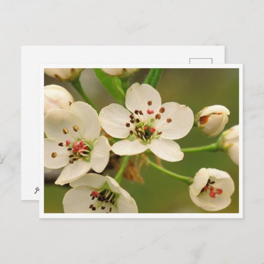 Postkarte - Apple Blossom (Vorne/Hinten)