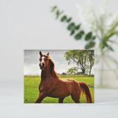 Postkarte "Arabian Dreamz" (Stehend Vorderseite)