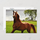 Postkarte "Arabian Dreamz" (Vorne/Hinten)