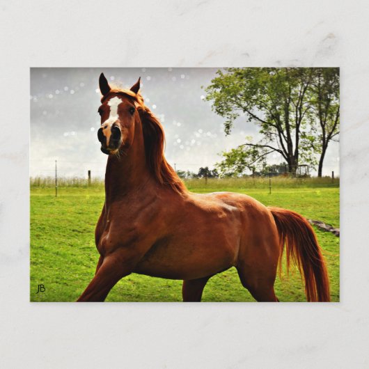 Postkarte "Arabian Dreamz" (Vorderseite)