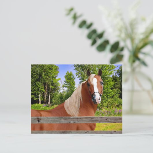 Postkarte ‚Arbella‘ (Stehend Vorderseite)