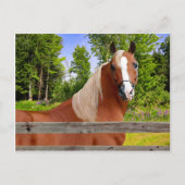 Postkarte ‚Arbella‘ (Vorderseite)