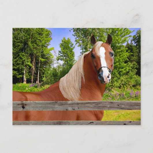 Postkarte ‚Arbella‘ (Vorderseite)