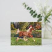 Postkarte "Arbella & Butch" (Stehend Vorderseite)