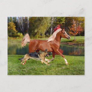 Postkarte "Arbella & Butch"