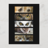 Postkarte - Augen der Tiere (Vorderseite)