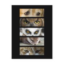 Postkarte - Augen der Tiere