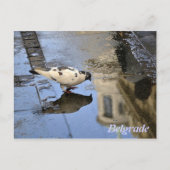 Postkarte aus Belgrad (Vorderseite)
