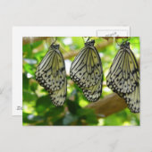 Postkarte aus Cocoons (Vorne/Hinten)