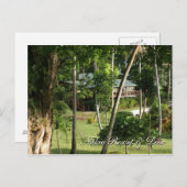 Postkarte aus Fidschi (Vorne/Hinten)