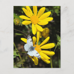 Postkarte aus kleinem Marmor