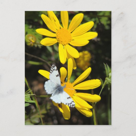 Postkarte aus kleinem Marmor (Vorderseite)
