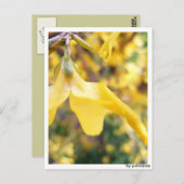 Postkarte - Belbe Blüte (Vorne/Hinten)