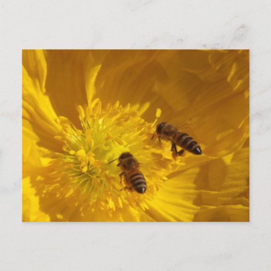 Postkarte Bienen (Vorderseite)