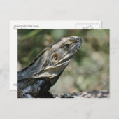 Postkarte: Big Lizard Postkarte (Vorne/Hinten)