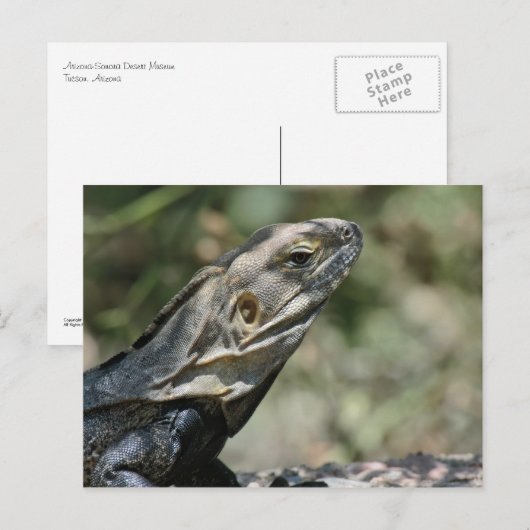 Postkarte: Big Lizard Postkarte (Vorne/Hinten)