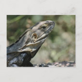 Postkarte: Big Lizard Postkarte (Vorderseite)