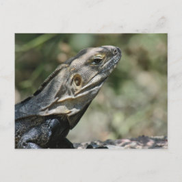 Postkarte: Big Lizard Postkarte