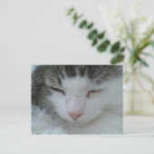 Postkarte - Bild 2 der Coon Cat Maine (Stehend Vorderseite)