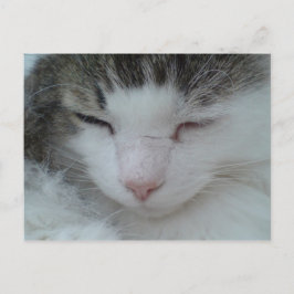 Postkarte - Bild 2 der Coon Cat Maine