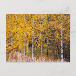 Postkarte, Birkenbäume im Herbst, Alaska Postkarte
