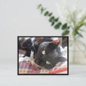 Postkarte "Black Cat" (Stehend Vorderseite)