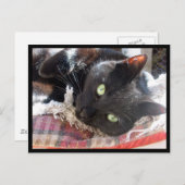 Postkarte "Black Cat" (Vorne/Hinten)