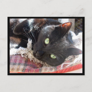 Postkarte "Black Cat"