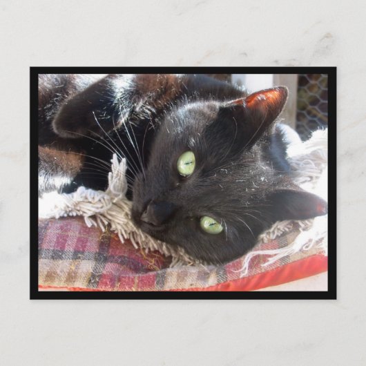 Postkarte "Black Cat" (Vorderseite)