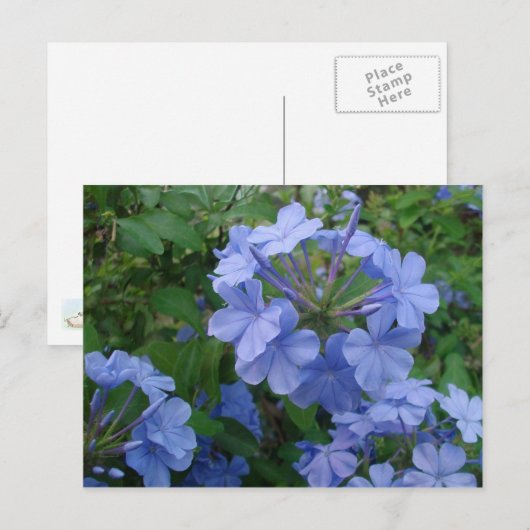 Postkarte - Blaue Blumen (Vorne/Hinten)