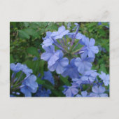 Postkarte - Blaue Blumen (Vorderseite)