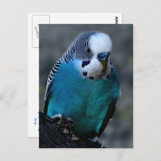 Postkarte "Blaues Parakeet" (Vorne/Hinten)