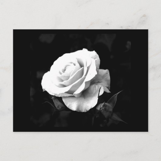 Postkarte-Blume-41 Postkarte (Vorderseite)