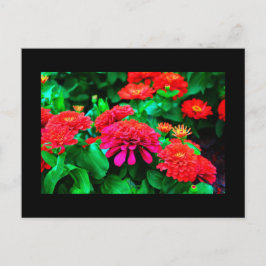 Postkarte-Blume-61 Postkarte