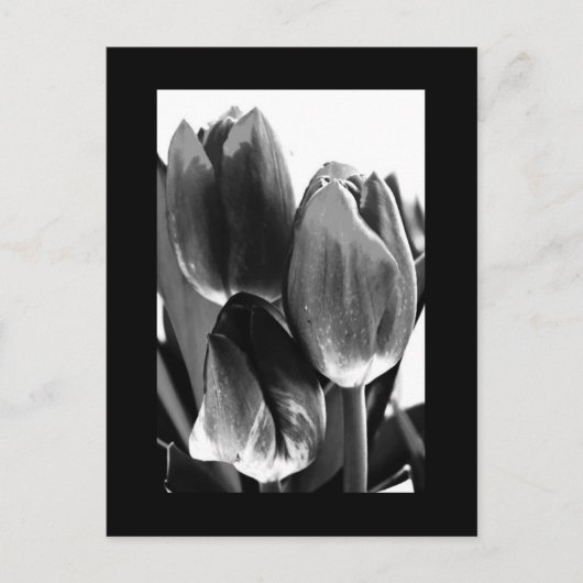 Postkarte-Blume-64 Postkarte (Vorderseite)